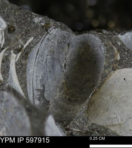 Limopsis striatopunctatus