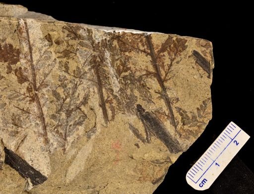 Cladophlebis crenata