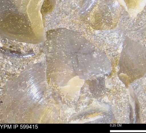 Protocardia subquadrata