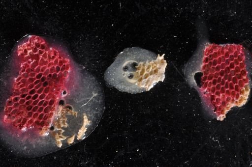 Membranipora