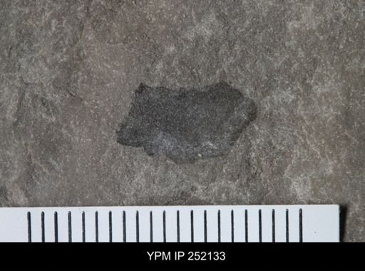 undet. Eurypterida