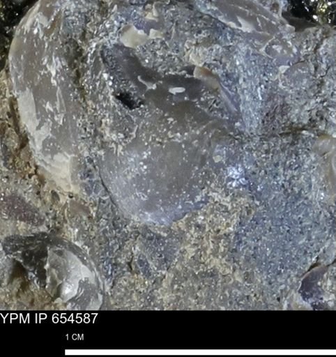 undet. Bivalvia
