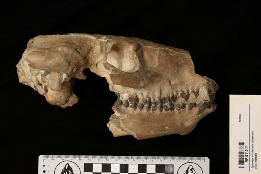Eporeodon perbullatus