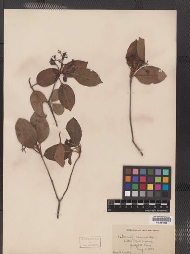 Viburnum cassinoides