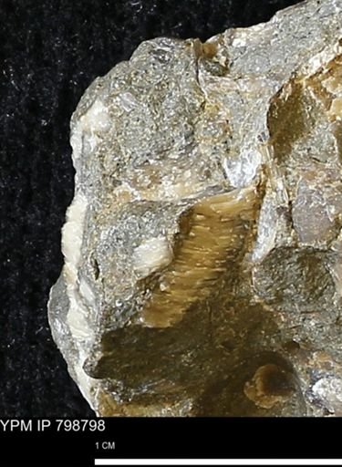undet. Mollusca