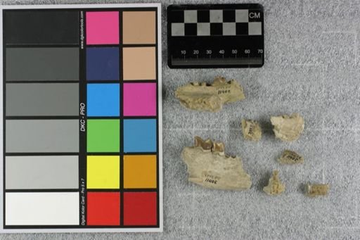Hyaenodon crucians