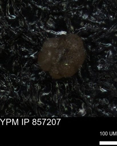 undet. Foraminiferida
