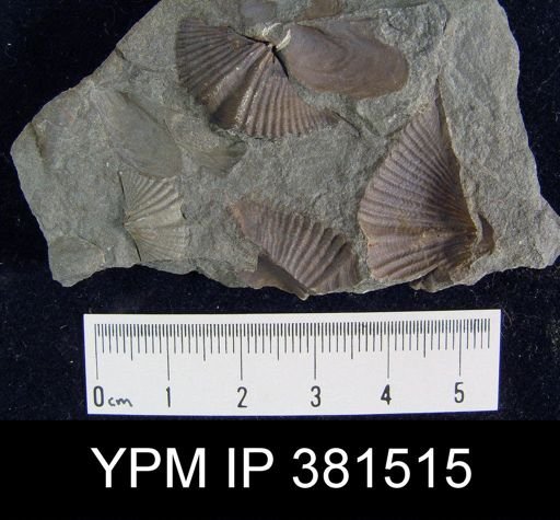 Mucrospirifer sp.