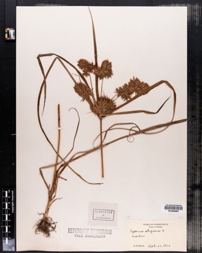 Cyperus strigosus