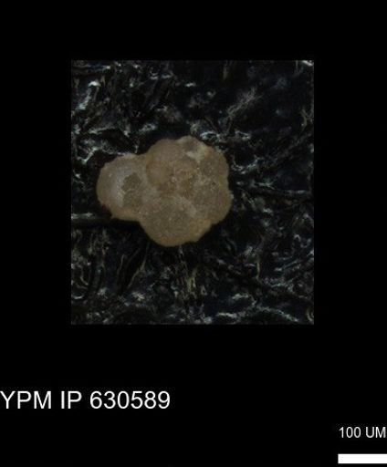 undet. Rugoglobigerinidae