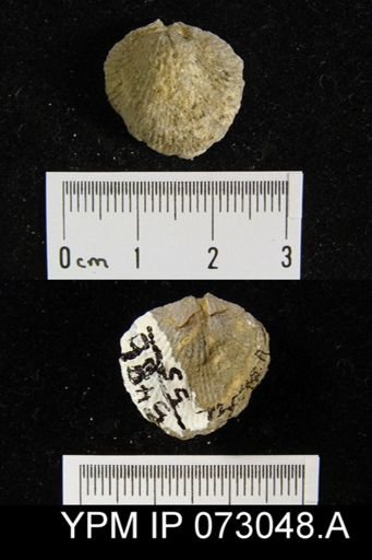 Atrypa tennesseensis