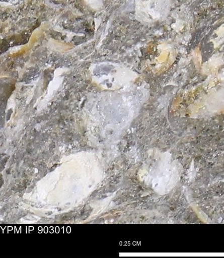 undet. Mollusca