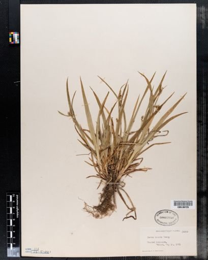 Carex blanda