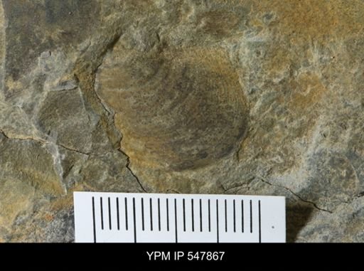 undet. Bivalvia