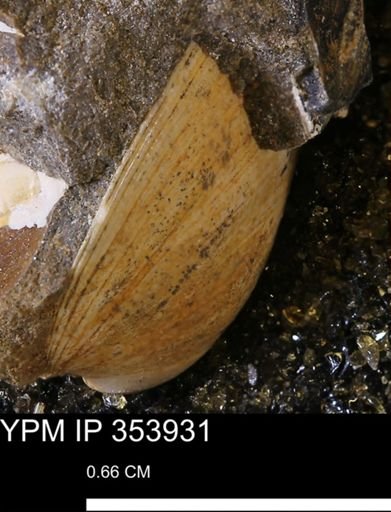 Limopsis striatopunctatus