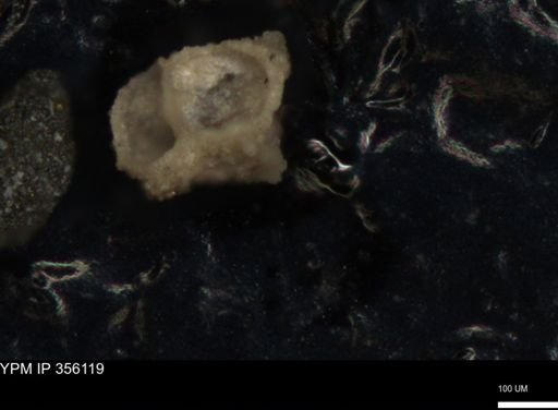 undet. Foraminiferida