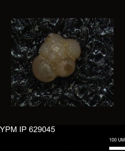 undet. Foraminiferida