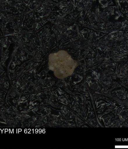 undet. Foraminiferida