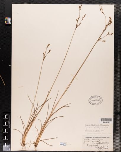 Juncus dudleyi