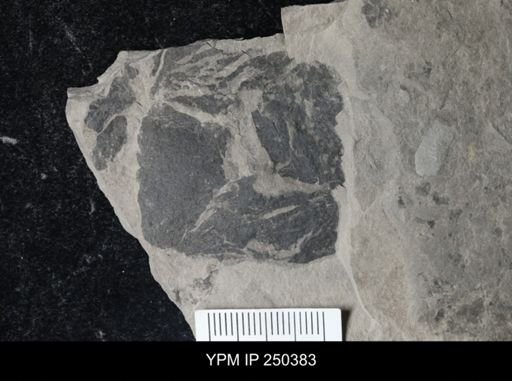 undet. Eurypterida