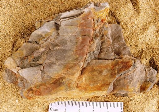 Otozamites linguiformis