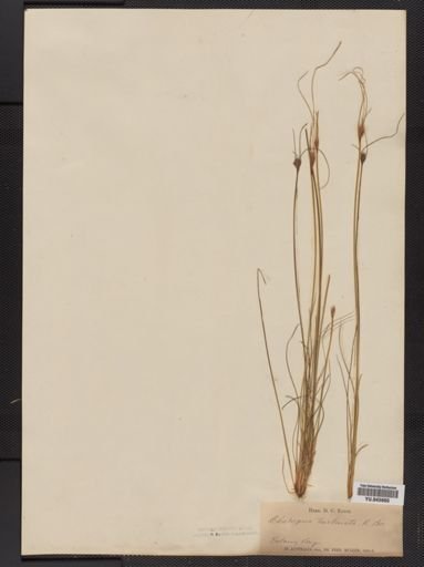 Schoenus