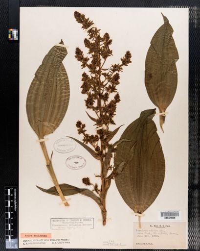 Veratrum viride