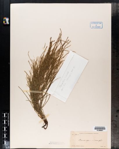 Equisetum