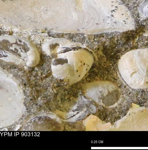 Corbulamella sp.