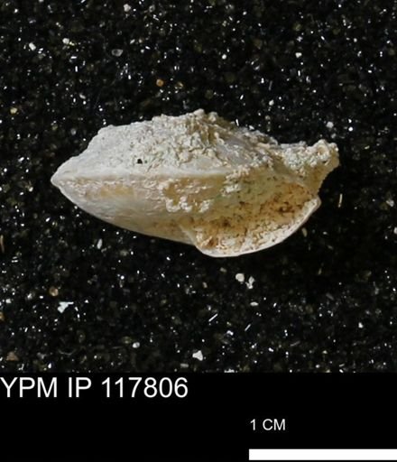 Poecilozonites bermudensis sieglindae