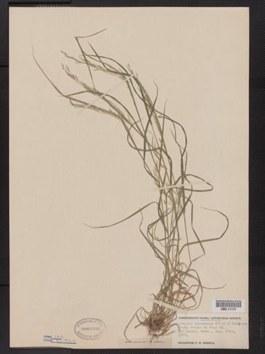 Agrostis perennans