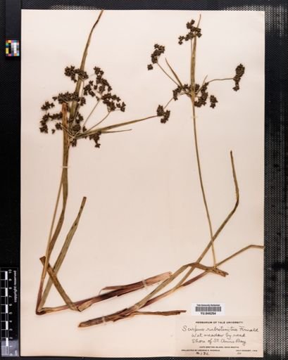 Scirpus rubrotinctus