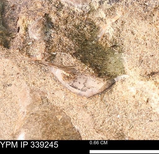 undet. Mollusca
