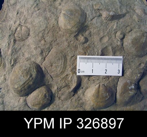 Rhipidomella sp.