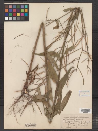 Hesperis matronalis