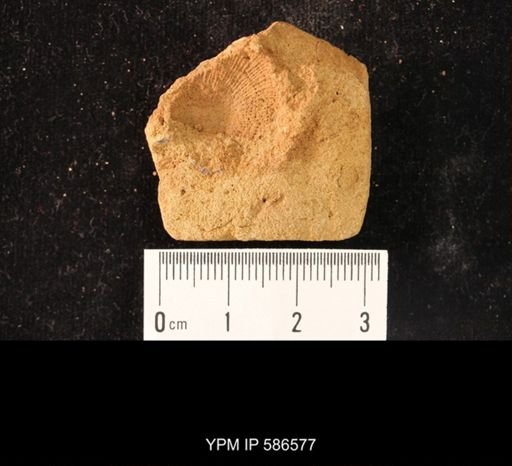 Nisusia festinata