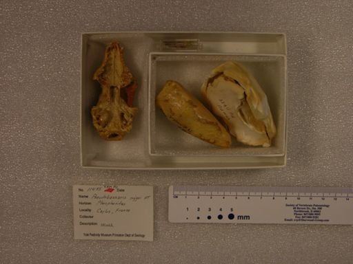 Pseudobassaris riggsi