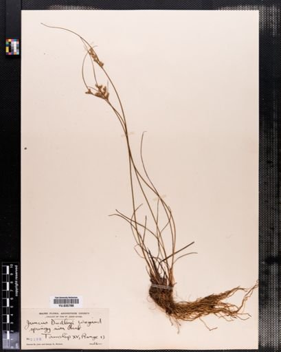Juncus dudleyi