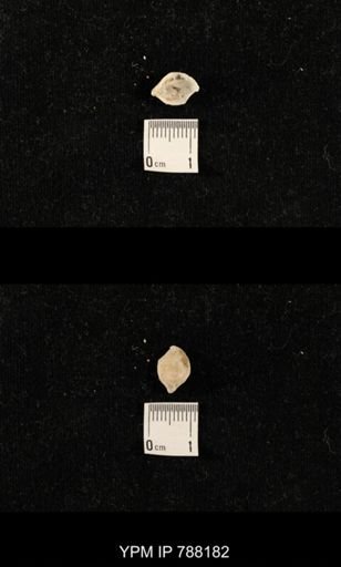 undet. Brachiopoda