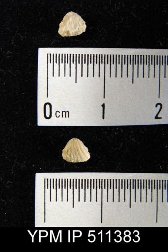 undet. Brachiopoda