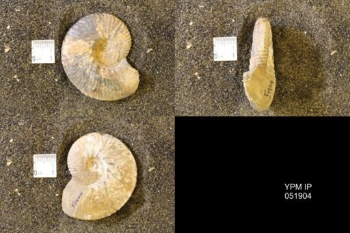Hoploscaphites comprimus
