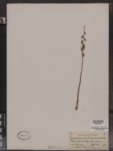 Corallorhiza odontorhiza