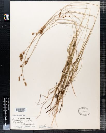 Carex tenera