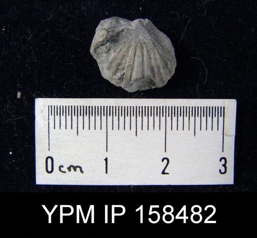 Camarotoechia glacialis