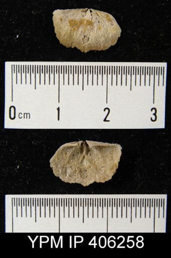 Sowerbyites?