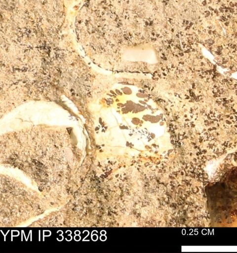 undet. Bivalvia