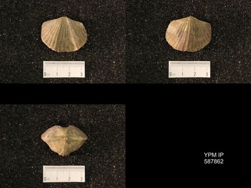 Platystrophia ponderosa