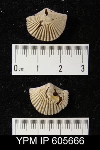 Hesperorthis sp.