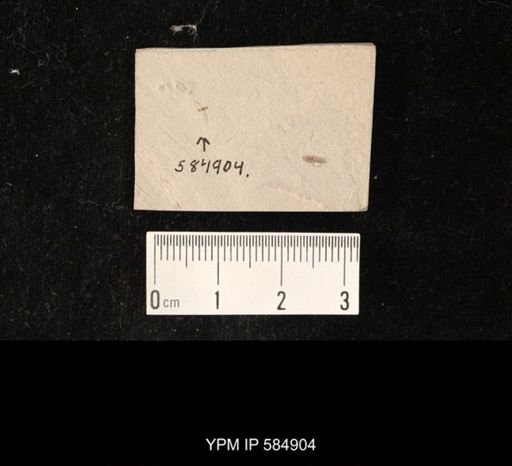 undet. Psocodea