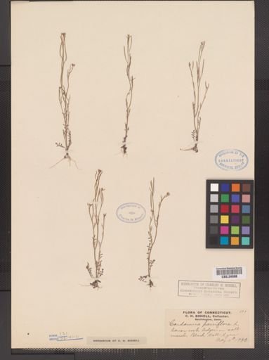 Cardamine parviflora